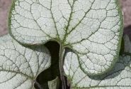 Brunnera macrophylla Silver Heart