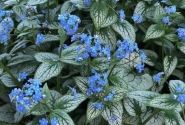 Brunnera macrophylla Silver Heart