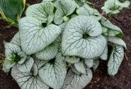 Brunnera macrophylla Sterling Silver