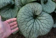 Brunnera macrophylla Sterling Silver