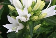 Campanula glomerata Genti White