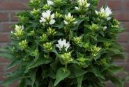 Campanula glomerata Genti White