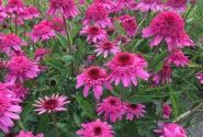 Echinacea purpurea Delicious Strawberry