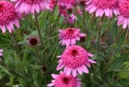 Echinacea purpurea Delicious Strawberry
