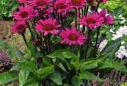 Echinacea purpurea Fatal Attraction