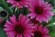 Echinacea purpurea Fatal Attraction