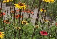 Echinacea purpurea Funky Yellow