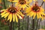 Echinacea purpurea Funky Yellow
