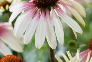 Echinacea purpurea Pretty Parasols