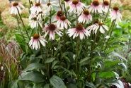 Echinacea purpurea Pretty Parasols