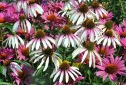 Echinacea purpurea Pretty Parasols