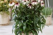 Echinacea purpurea Pretty Parasols