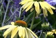 Echinacea purpurea Sunrise