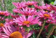 Echinacea purpurea JS ROHO