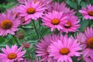 Echinacea purpurea JS ROHO