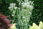 Eryngium planum Magical Silver Globe
