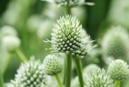 Eryngium planum Magical Silver Globe