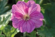 Geranium sanguineum Blushing Turtle