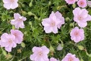 Geranium sanguineum Frivolius Pink