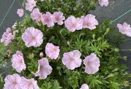Geranium sanguineum Frivolius Pink