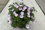 Geranium sanguineum Frivolius Pink