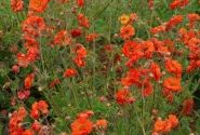 Geum Fiery Tempest