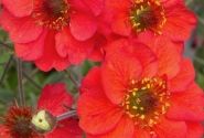 Geum Fiery Tempest
