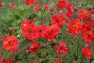 Geum Fiery Tempest