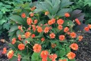 Geum Scarlet Tempest