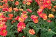 Geum Scarlet Tempest