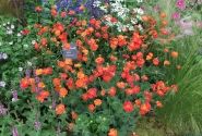 Geum Scarlet Tempest
