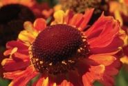 Helenium Mardi Gras