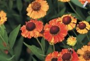Helenium Mardi Gras