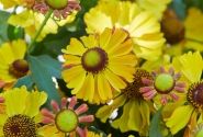 Helenium Okra Sundae