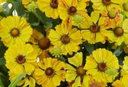 Helenium Okra Sundae
