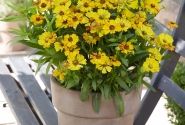 Helenium Okra Sundae