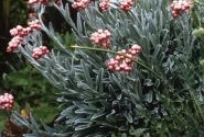 Helichrysum amorginum Ruby Cluster
