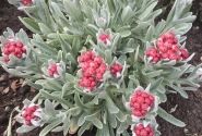 Helichrysum amorginum Ruby Cluster
