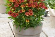 Helenium Strawberry Sundae