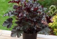 Heuchera hybrida Dark Secret