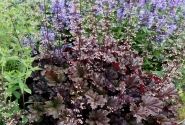 Heuchera hybrida Dark Secret