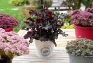 Heuchera hybrida Dark Secret