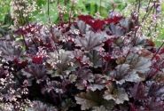 Heuchera hybrida Dark Secret