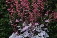 Heuchera hybrida Silver Gumdrop