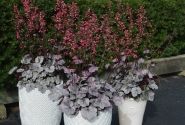 Heuchera hybrida Silver Gumdrop