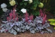 Heuchera hybrida Silver Gumdrop