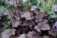 Heuchera hybrida Plum Pudding