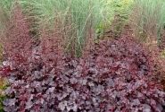 Heuchera hybrida Plum Pudding
