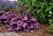 Heuchera hybrida Wild Rose
