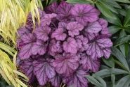 Heuchera hybrida Wild Rose